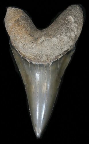 Large, Fossil Mako Shark Tooth - Georgia #42274